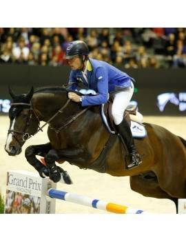 jinete profesional con pechopetral caballo correa cincha y puente ajustable ikonic modelo trotter