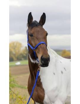 Cabezada de cuadra + ramal NORTON azul