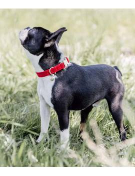 perro con collar pana terciopelo perro kentucky corduroy rojo