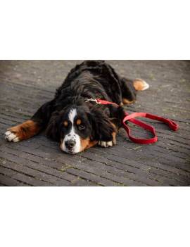 perro con correa pana terciopelo perro kentucky corduroy