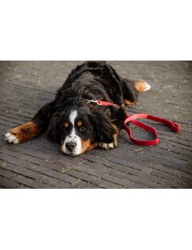perro con correa pana terciopelo perro kentucky corduroy