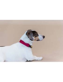 perro con collar perro plana kentucky jacquard fucsia