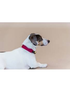 perro con collar perro plana kentucky jacquard fucsia