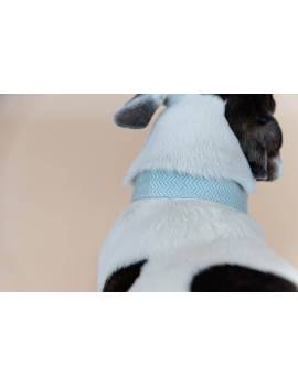 perro con collar perro plana kentucky jacquard celeste