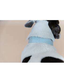 perro con collar perro plana kentucky jacquard celeste
