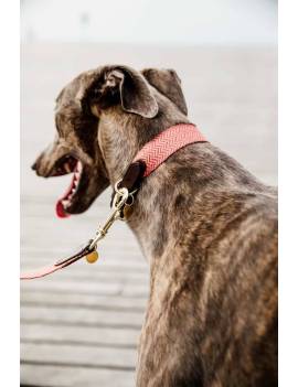 perro con collar perro plana kentucky jacquard naranja