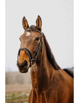cabezada de montar caballo norton club strasss con frontalera en v