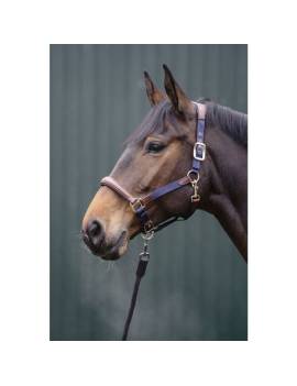 caballo con cabezada de cuadra caballo cuero marrón  y nylon azul hkm luna