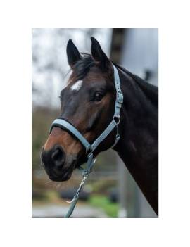 caballo con cabezada de cuadra caballo celeste hkm catherine