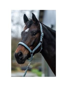 caballo con cabezada de cuadra caballo celeste hkm catherine
