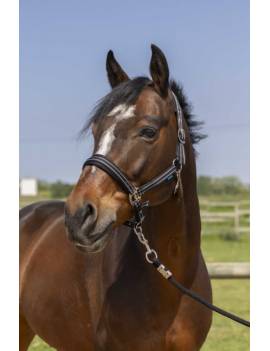 cabezada de cuadra caballo shettland poni pequeño norton 4lines azul marino