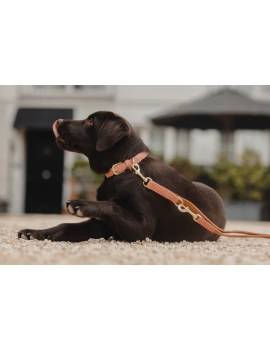 perro con correa de perro vegana kentucky larga naranja
