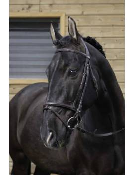 caballo con cabezada de montar muserola recta riding world combine