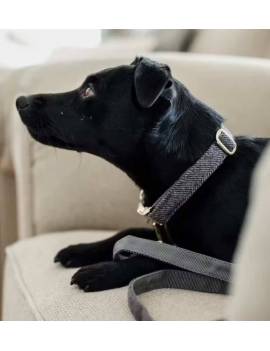 correa perro lana kentucky gris