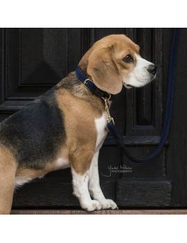 perro con correa perro KENTUCKY trenzado 120cm