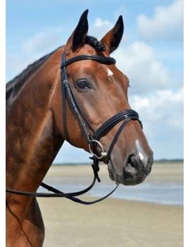 caballo con Cabezada SCHOCKEMOHLE GLASGOW
