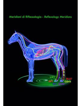 efecto cartel Protectores ZANDONÀ therapeutic support magnéticos