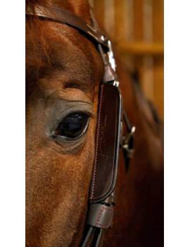 caballo con pieza lateral cabezada caballo miedo dyon focus blinkers