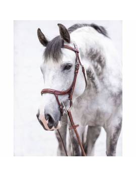 caballo con cabezada de montar caballo muserola combinada ELITE EL-BD06
