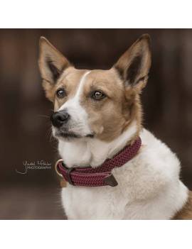 collar perro kentucky trenzado granate
