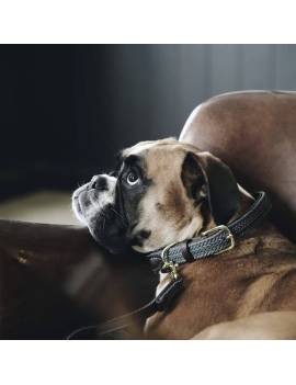 collar perro kentucky trenzado gris