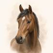 Caballo